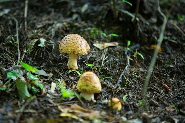 Close-up van een paddenstoel in een bos