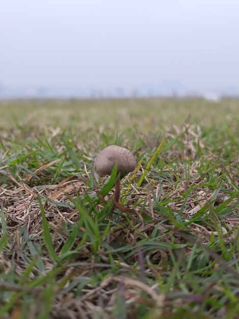 Close-up van een paddenstoel in het gras