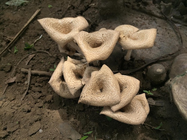 Close-up van een paddenstoel met een unieke vorm op de stam van een lange gekapte mangoboom.