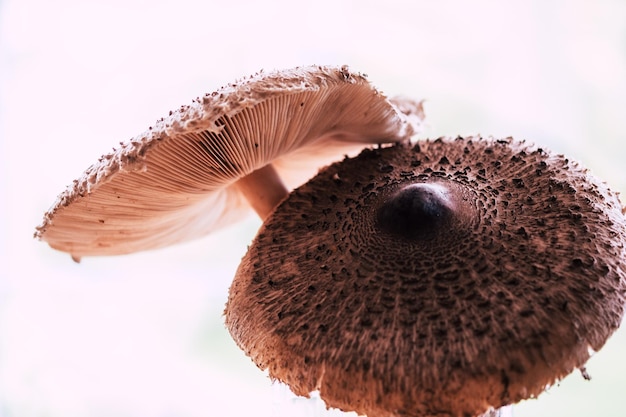 Foto close-up van een paddenstoel op een witte achtergrond