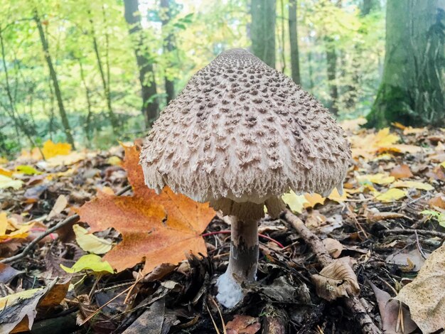 Foto close-up van een paddenstoel op het veld in het bos