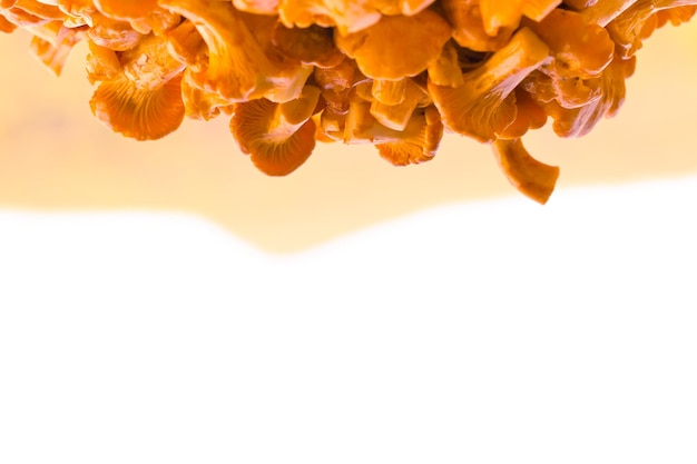 Foto close-up van een paddenstoel tegen de lucht