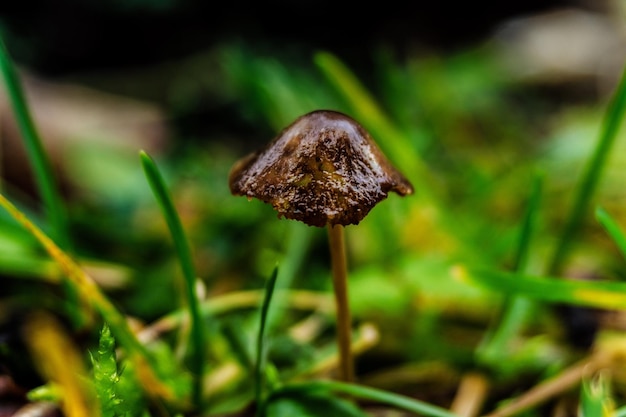 Foto close-up van een paddenstoel