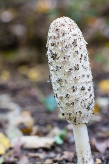 Foto close-up van een paddenstoel