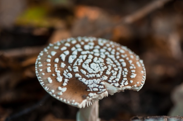 Close-up van een paddestoel in een bos.