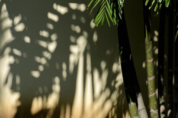 Foto close-up van een palmblad