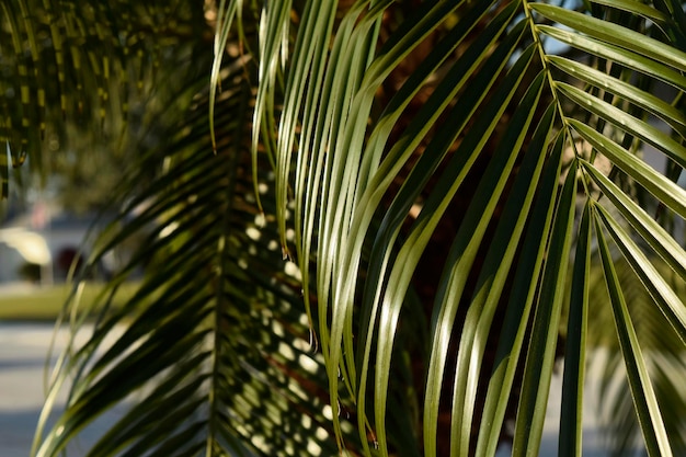 Close-up van een palmblad