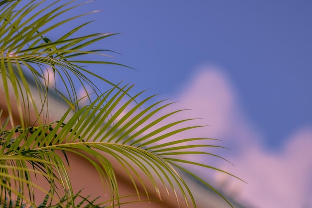 Foto close-up van een palmboom tegen de lucht