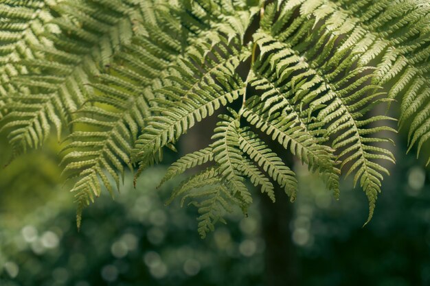 Close-up van een palmboom