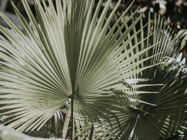 Foto close-up van een palmboom