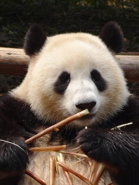 Foto close-up van een panda die bamboe eet.