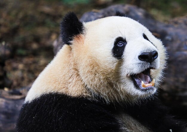 Foto close-up van een panda