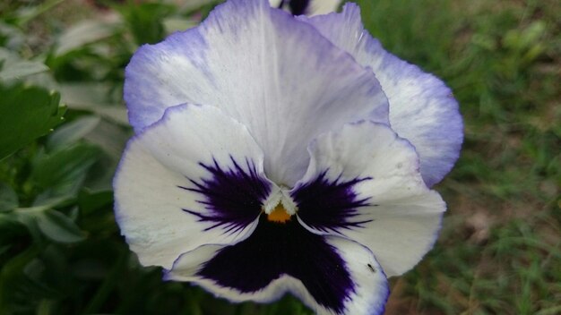 Foto close-up van een pansy bloem in het park