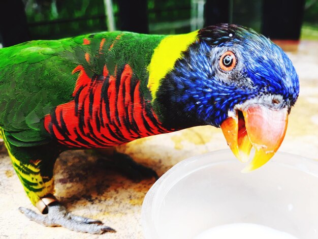 Foto close-up van een papegaai die eet