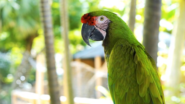 Foto close-up van een papegaai die op een blad zit