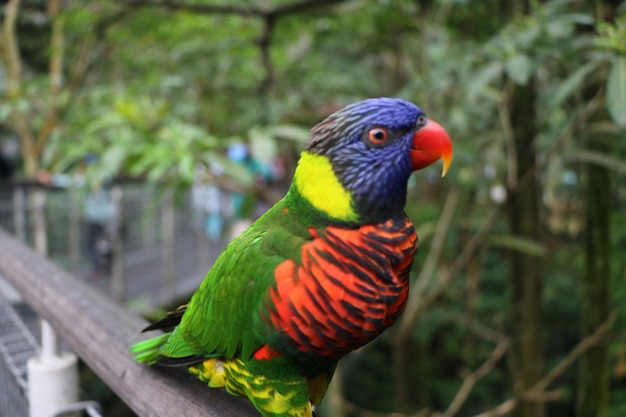 Close-up van een papegaai die op een boom zit