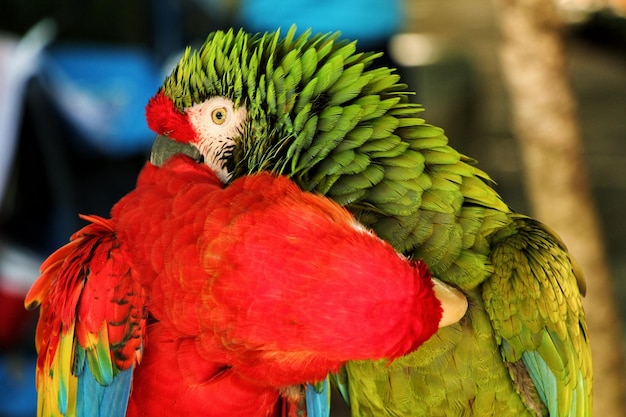 Foto close-up van een papegaai die op een rood blad zit