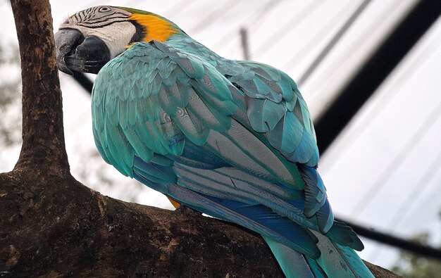 Foto close-up van een papegaai die op een tak zit