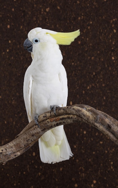Close-up van een papegaai die op een tak zit