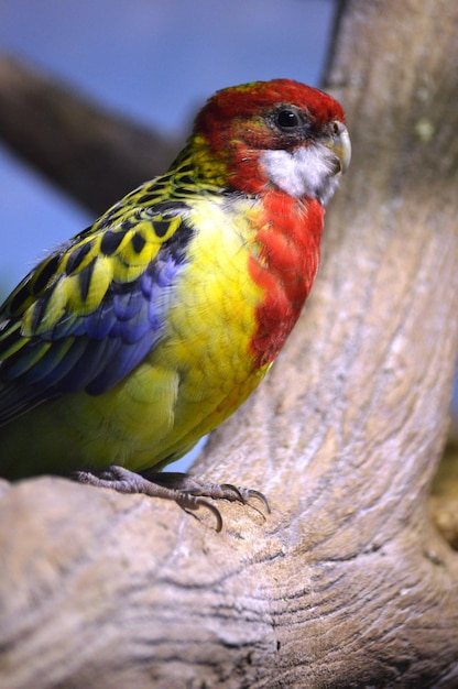 Foto close-up van een papegaai die op hout zit