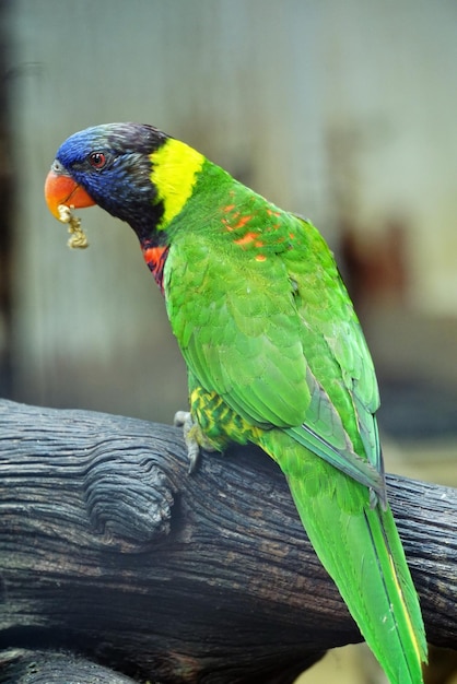 Foto close-up van een papegaai die op hout zit