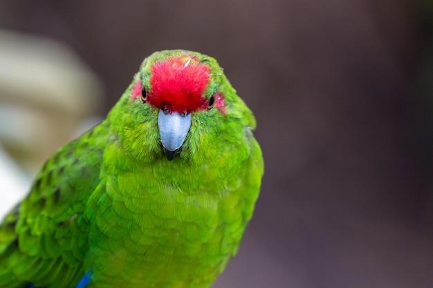 Close-up van een papegaai die tegen de lucht zit