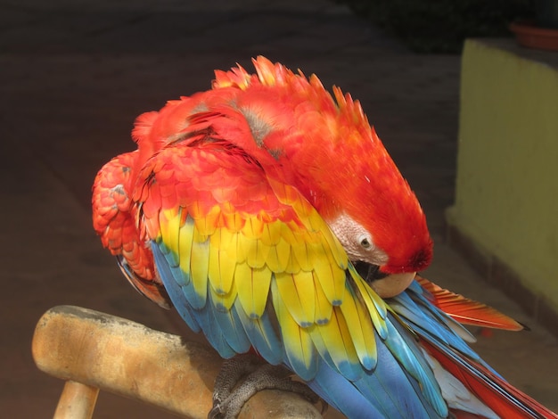 Foto close-up van een papegaai die zit