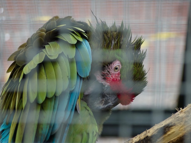 Foto close-up van een papegaai in een kooi