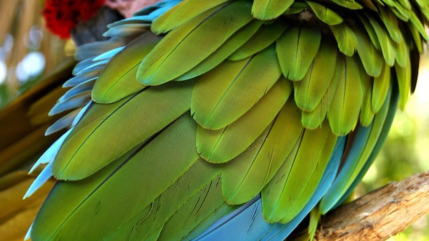 Foto close-up van een papegaai op een blad