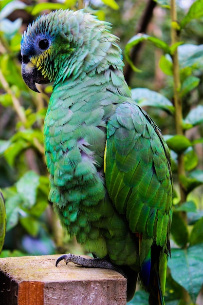 Foto close-up van een papegaai