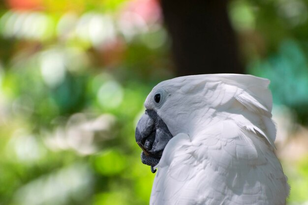 Foto close-up van een papegaai