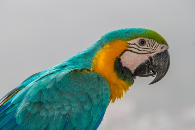 Foto close-up van een papegaai