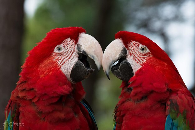 Foto close-up van een papegaai