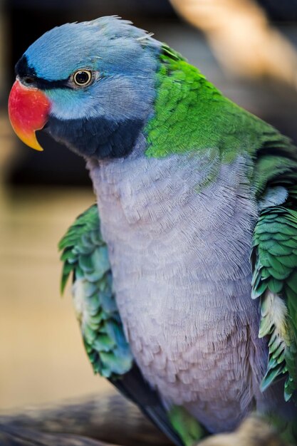 Foto close-up van een papegaai