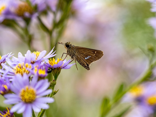 Close-up van een Parnara guttata op Tataarse asterbloemen onder het zonlicht