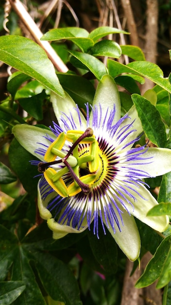 Close-up van een passiebloem die bloeit in de tuin