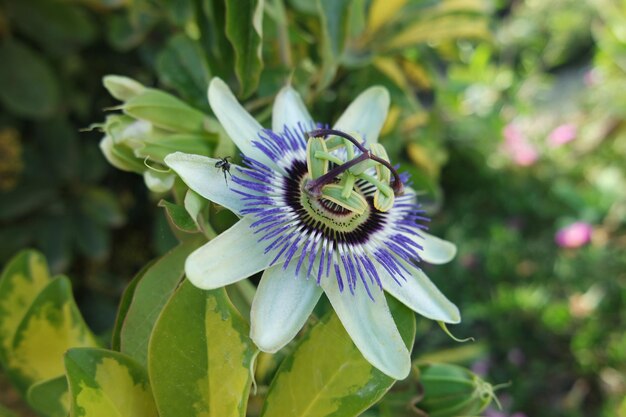 Foto close-up van een passiebloem die buiten bloeit