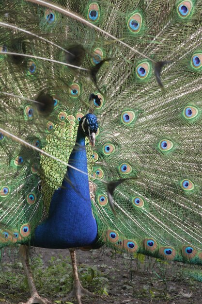 Foto close-up van een pauw die op het veld staat