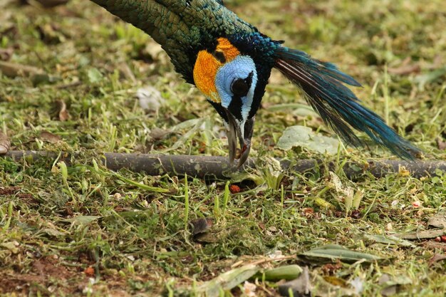 Foto close-up van een pauw op het veld