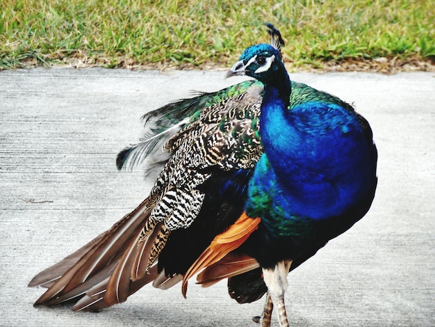 Foto close-up van een pauw op straat