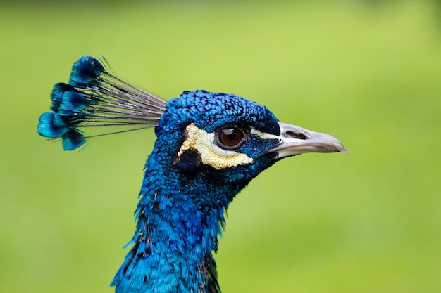 Close-up van een pauw