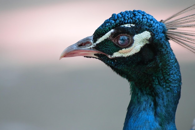 Close-up van een pauw