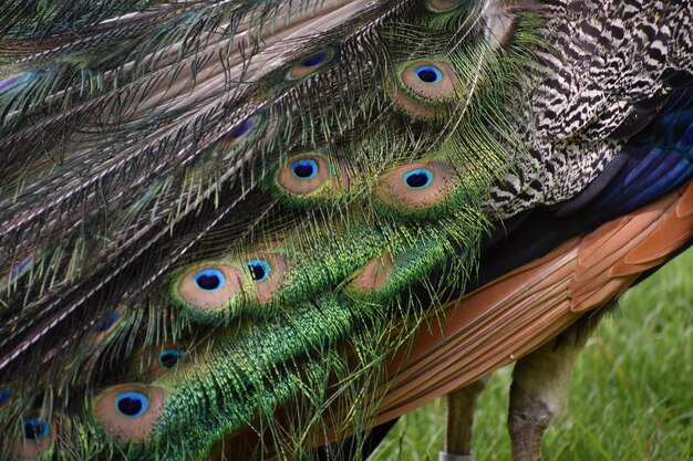 Foto close-up van een pauw