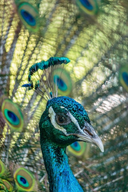 Foto close-up van een pauw