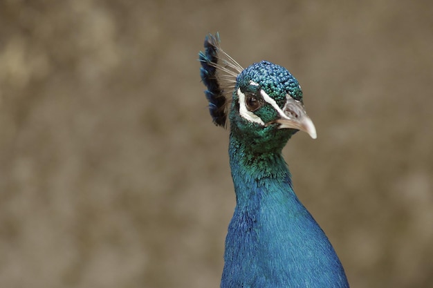 Foto close-up van een pauw