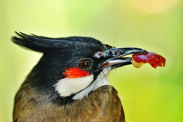 Foto close-up van een pauw