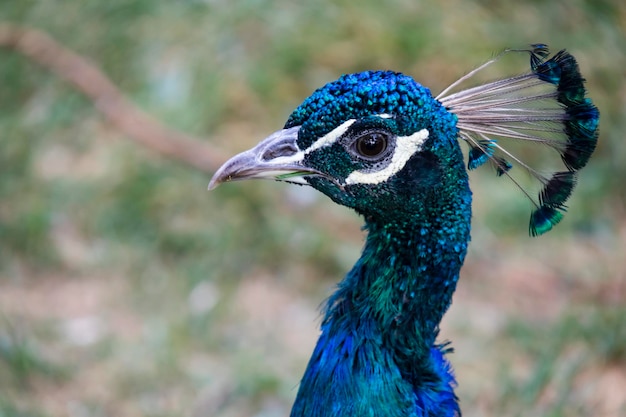 Close-up van een pauw