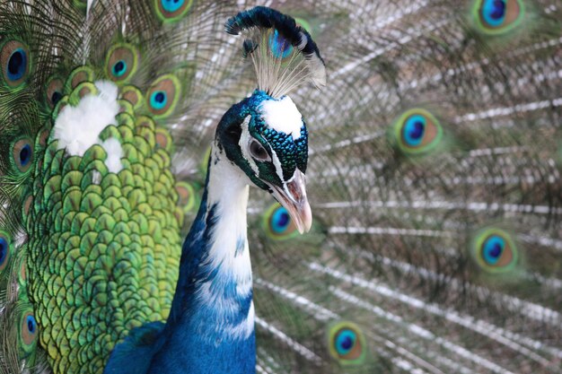 Foto close-up van een pauw