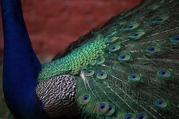 Foto close-up van een pauw