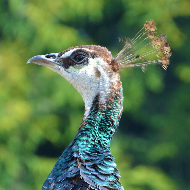 Foto close-up van een pauw